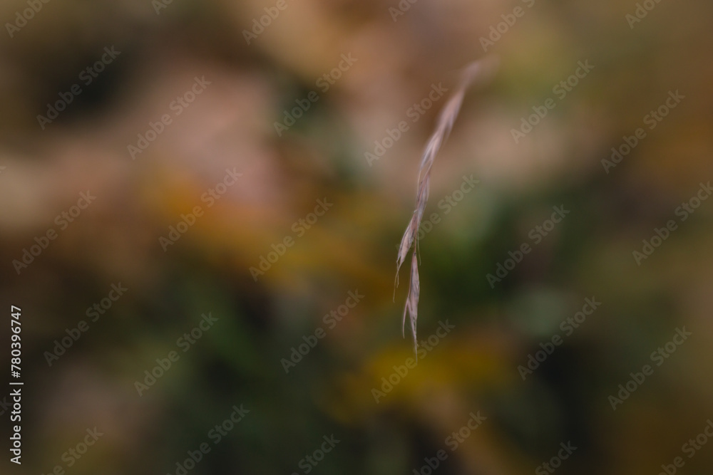 A dry branch of grass on an autumn day A dry branch of grass on an autumn day