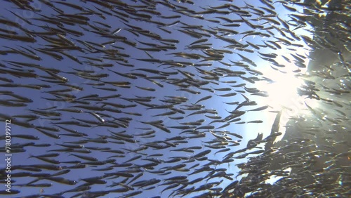 Bottom view of many small fish Hardhead Silverside swimming in blue water, on background sky and sunset, Backlight (Contre-jour), Slow motion photo