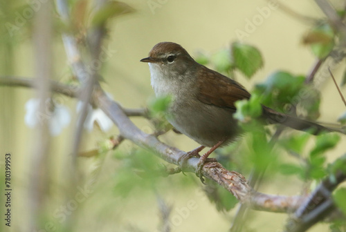 A shy and elusive Cetti's Warbler (Cettia cetti) perched on a branch of a tree.