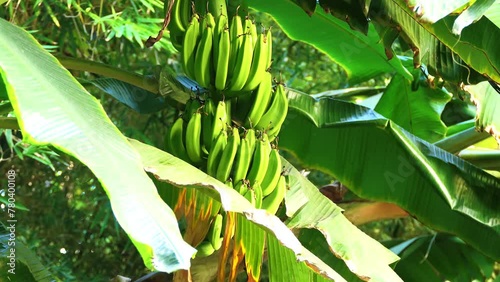 Musa paradisiaca is accepted name for the hybrid between Musa acuminata and balbisiana. Most cultivated bananas and plantains are triploid cultivars either of this hybrid or of Musa acuminata alone. photo