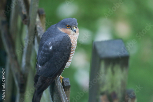 A male hunting Sparrowhawk, Accipiter nisus, perching on a a garden fence.