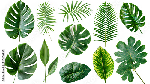 leaf palm collection of green leaves pattern isolated