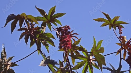 Ricinus communis, castor bean or castor-oil-plant photo