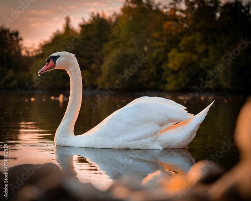 Fototapeta Naklejka Na Ścianę i Meble -  Beautiful swan floating in the calm lake