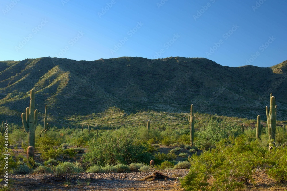 Saguaro Cactus on a sunny day