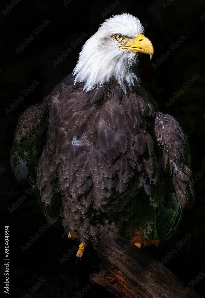 Obraz premium Vertical shot of an eagle isolated on a black background