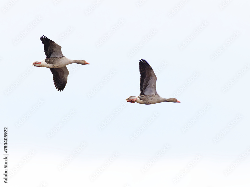 Obraz premium Wild geese flying