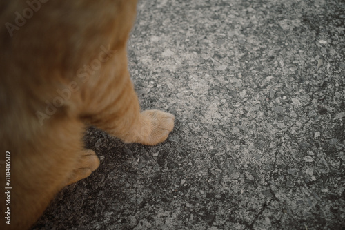 Orange Cat is sitting on concrete ground, focus to cat’s paws  
