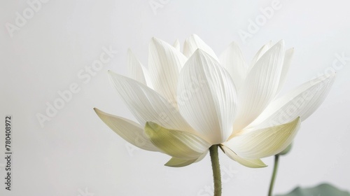 White Lotus flower blooming with botanical elegance and purity in nature