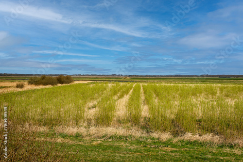 Willow field near Skjern meadows in western Denmark