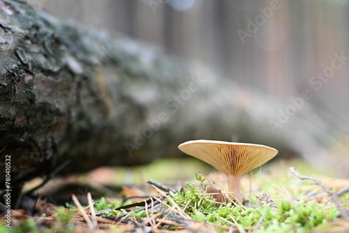 Close-up of a Russula mushroom in a forest