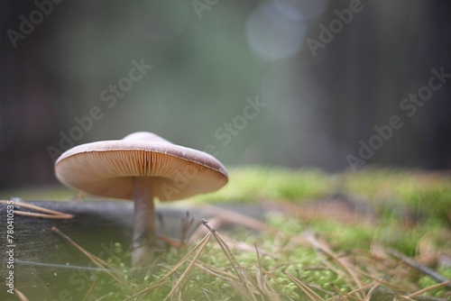 Close-up of a Russula mushroom in a forest