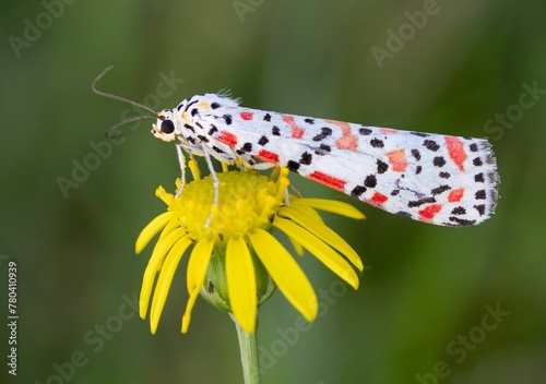Close-up shot of a crimson-speckled flunkey on a yellow flower photo