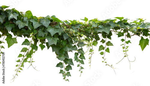 Ivy isolated on white background, cutout