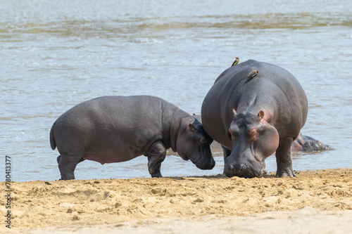 Hippopotamus (Hippopotamus amphibius) mother and baby, Mara river, Serengeti National Park, Tanzania.