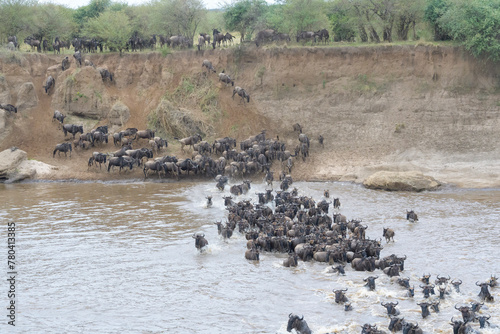 Blue Wildebeest (Connochaetes taurinus) herd crossing the Mara River during the great migration, Serengeti National Park, Tanzania.