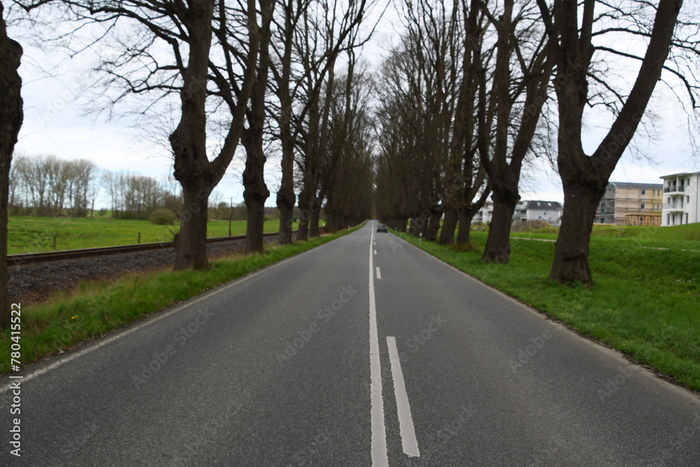 Fototapeta premium lange gerade Alle mit Bäumen im Winter Landstraße Asphalt