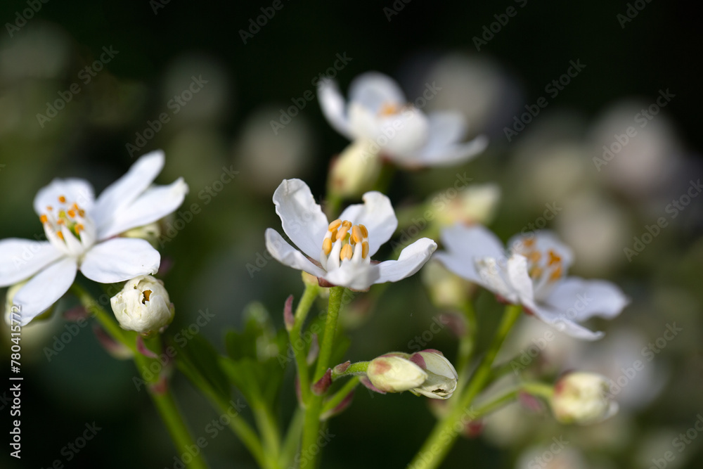 Closeup of flowers of Choisya ternata in a garden in Spring Closeup of flowers of Choisya ternata in a garden in Spring