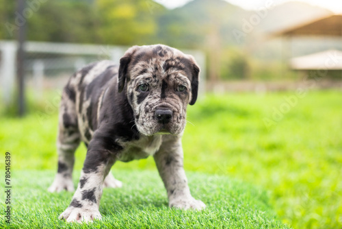 selective focus cute little black brown and white puppies with gray spots Bandogs puppies Neapolitan Mastiff in perfect shape in the front yard large mixed breed dog but cute personality colorful