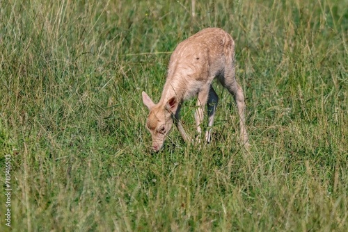 Closeup of baby tule elk grazing in a field covered in greenery under the sunlight photo