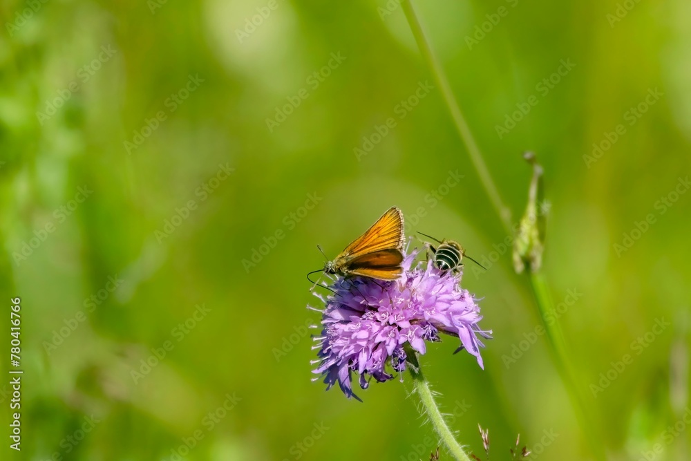 Closeup of a small skipper butterfly and a bee on a purple wildflower under the sunlight Closeup of a small skipper butterfly and a bee on a purple wildflower under the sunlight