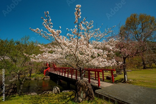 渓石園の桜