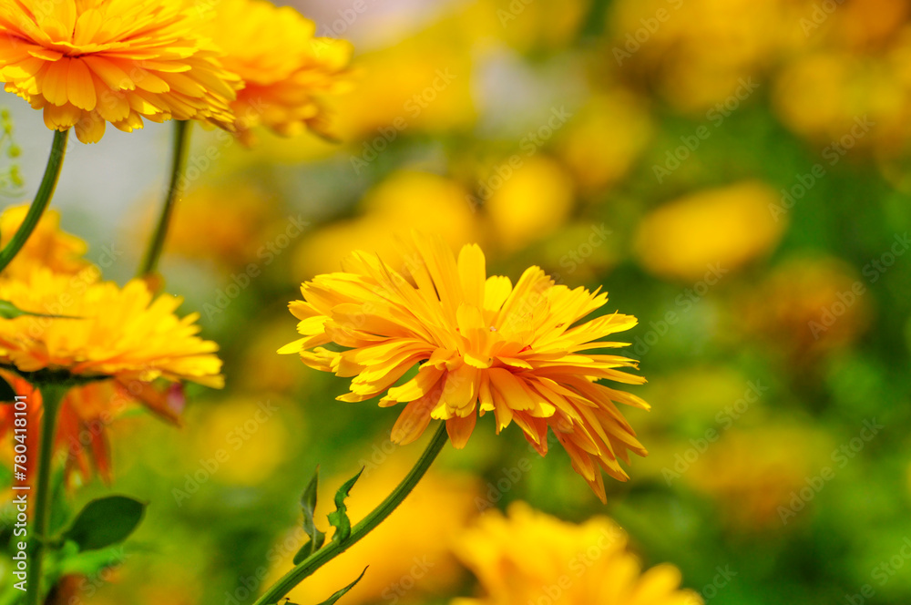 colorful chrysanthemum in spring