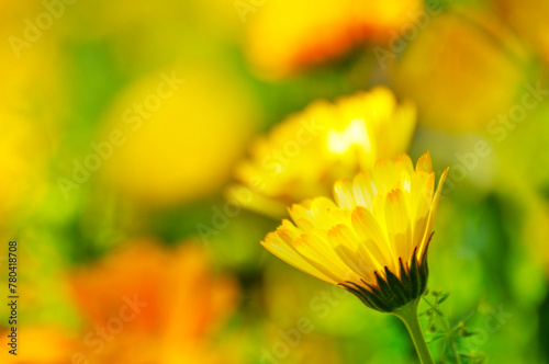 colorful chrysanthemum in spring © 曹宇