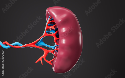 Human blood vessel and splenic organ model, 3d rendering.