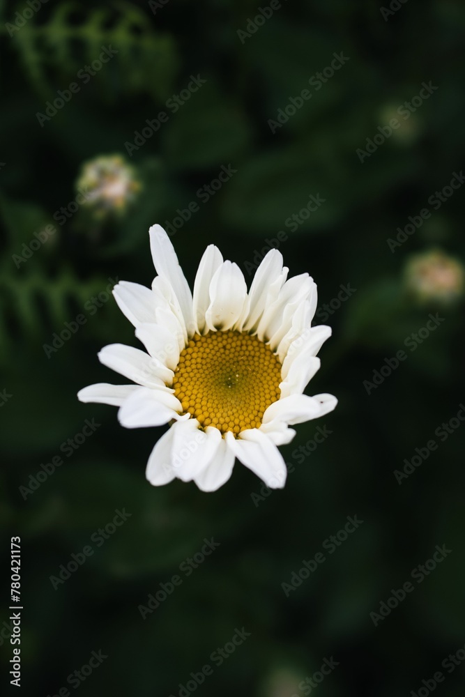 Vertical shot of a common daisy found in the wilderness Vertical shot of a common daisy found in the wilderness