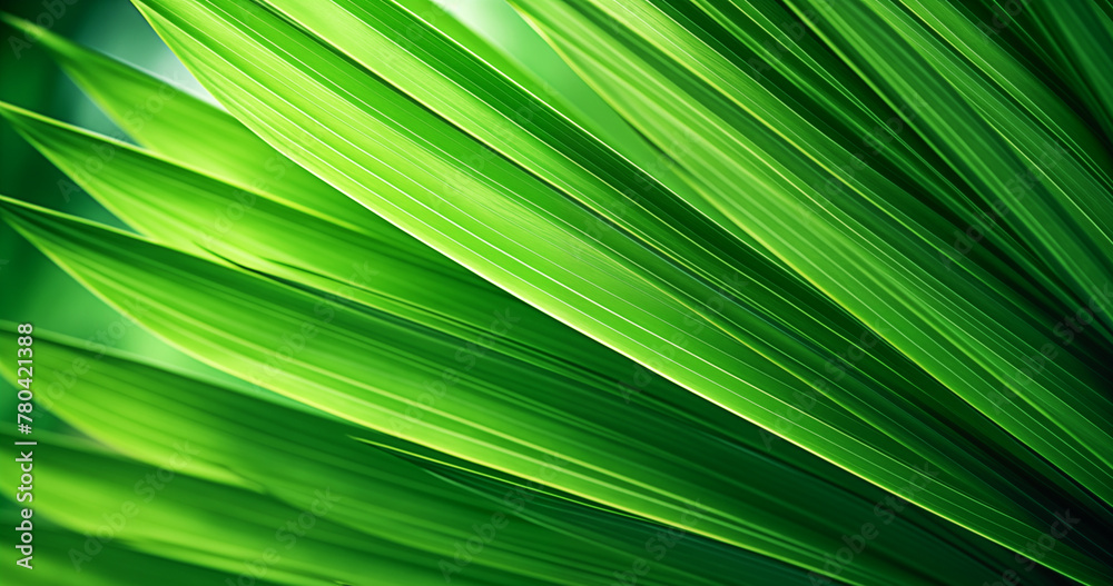 Palm leaf texture background Palm leaf texture background