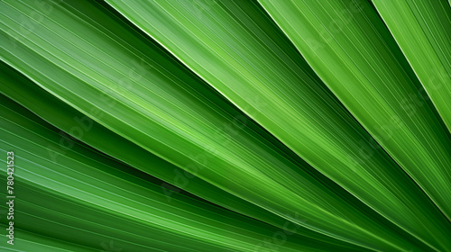 Palm leaf texture background © TV24