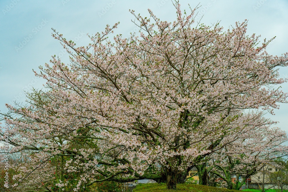 風土記の丘の桜
