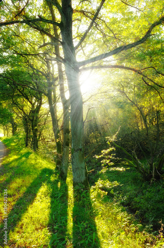 Obraz premium Forest, sunlight and trees in nature or environment with landscape, greenery and conservation for travel. Woods, ecosystem and jungle with plants in summer for adventure, explore or hiking in Denmark