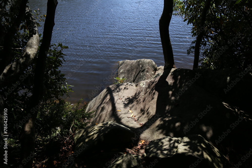 Fototapeta premium Closeup shot of a beautiful lake flowing in the forest