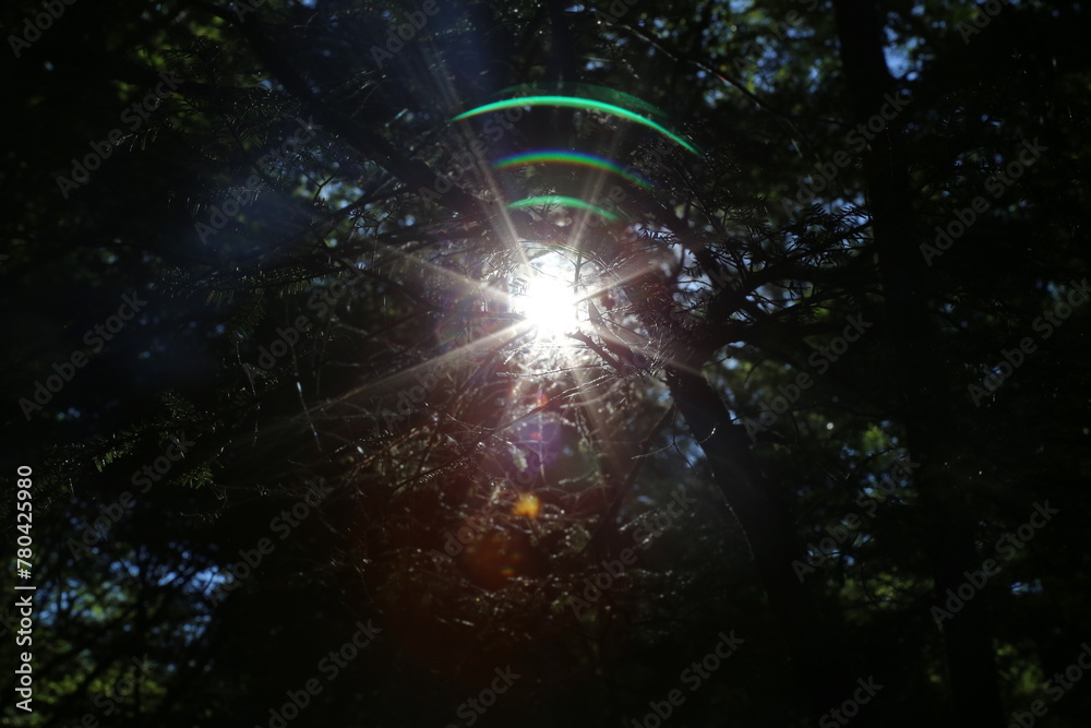 Obraz premium Low angle view of a beautiful forest on a sunny day