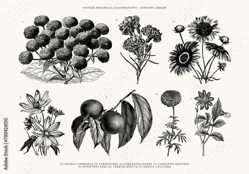 Vintage Flower and Plant Line Art Illustrations - Carnations, Dahlia, Coreaoposis Aurea, Coreopsis Aristosa, Tagetes Erecta, Double Cineraria, Diospyros Kaki