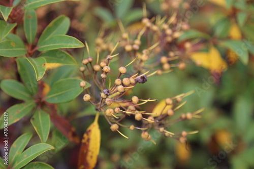 Closeup shot of a common barberry on the blurry background © Wirestock