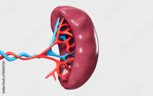 Human blood vessel and splenic organ model, 3d rendering. photo