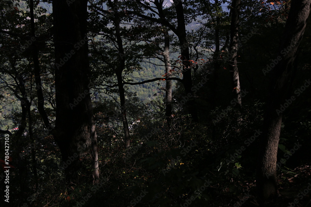 Obraz premium Low-angle view of a beautiful forest on a sunny day