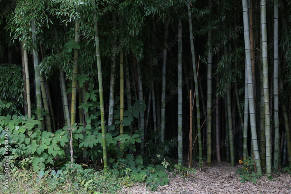Beautiful landscape of green forest with tall bamboo trees Beautiful landscape of green forest with tall bamboo trees