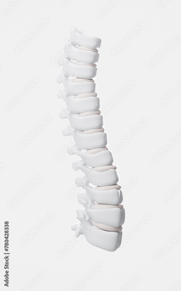 Human spine model, specification for human vertebrae model, 3d rendering.