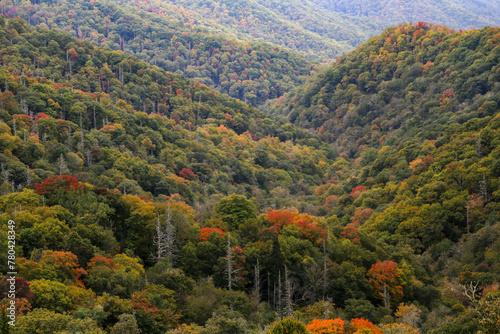 Beautiful landscape of colorful dense forests in a mountainous area