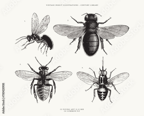 Isolated Illustrations of 2 Bees, a Common Fly and Flying Ant - Vintage Insect Clipart 