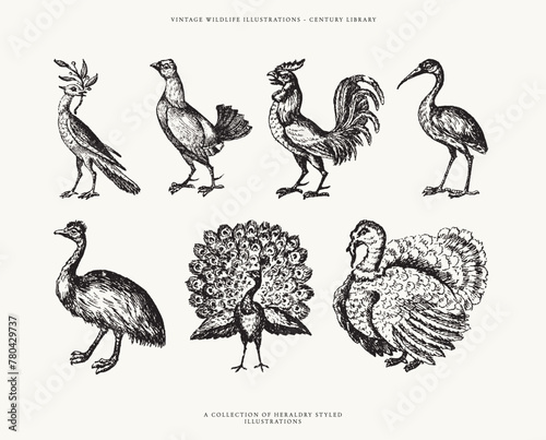 Vintage Heraldry Bird Illustrations of a Rooster, Peacock, Turkey and More