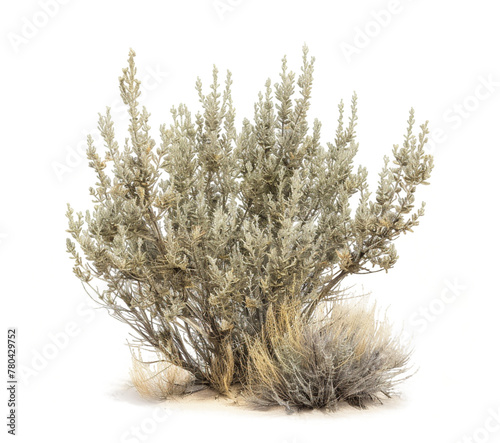 A desert bush thriving in the arid environment, isoled.

