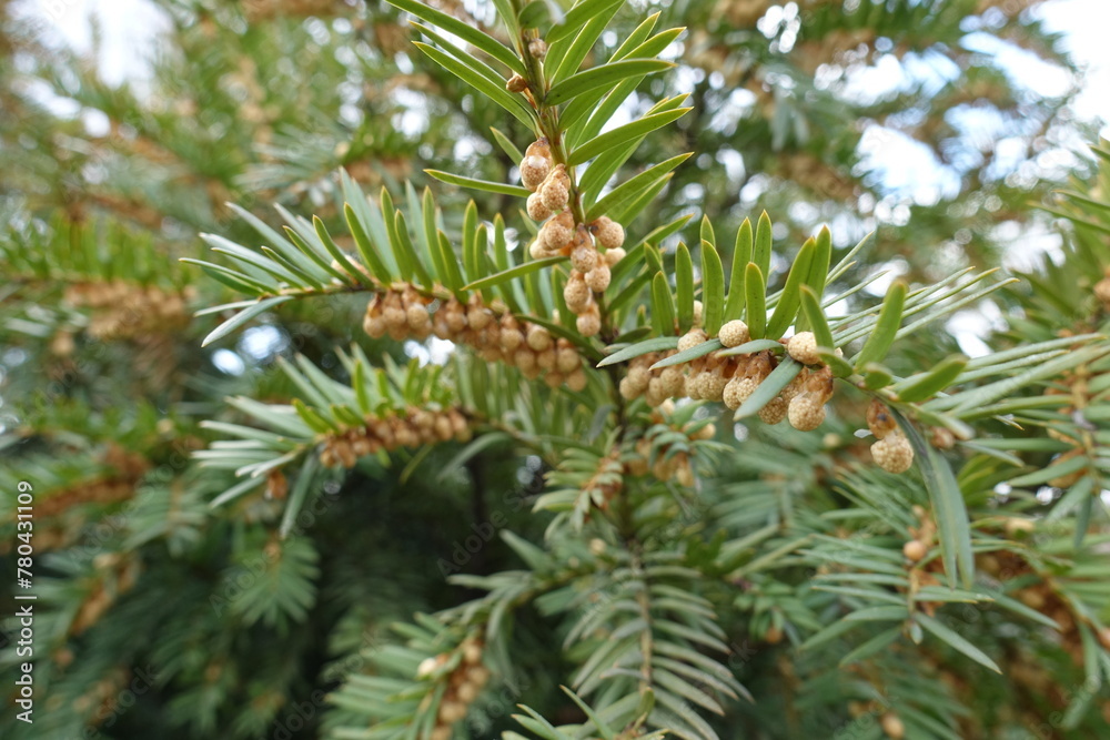 Branch of common yew with male cones in April