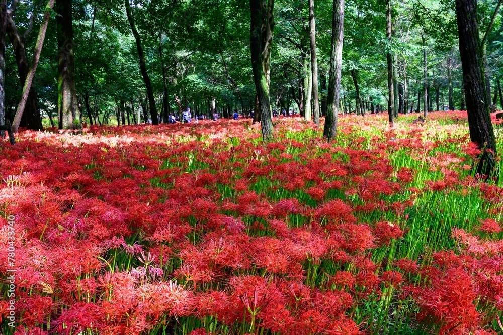 Beautiful flower garden full of red Spider Lilies and trees Beautiful flower garden full of red Spider Lilies and trees