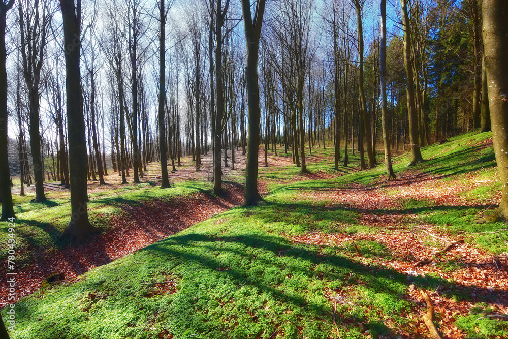 Obraz premium Forest, woodland and trees in nature or environment with landscape, greenery and conservation for travel. Woods, ecosystem and hiking trail with grass in summer for adventure and explore in Russia