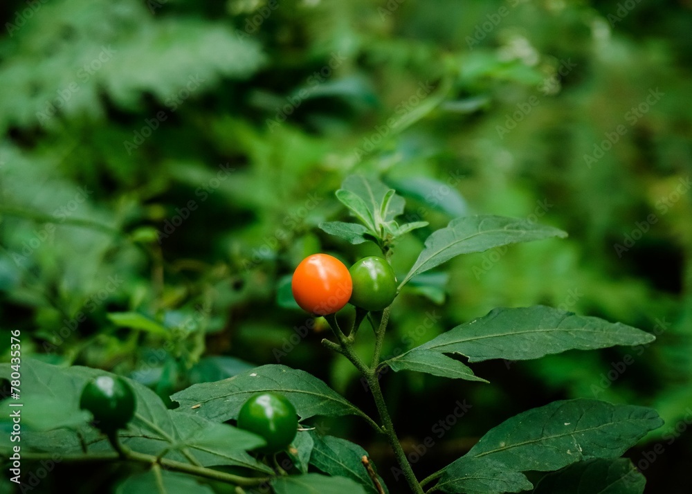 Closeup of the bright orange berry in the forest surrounded by green plants